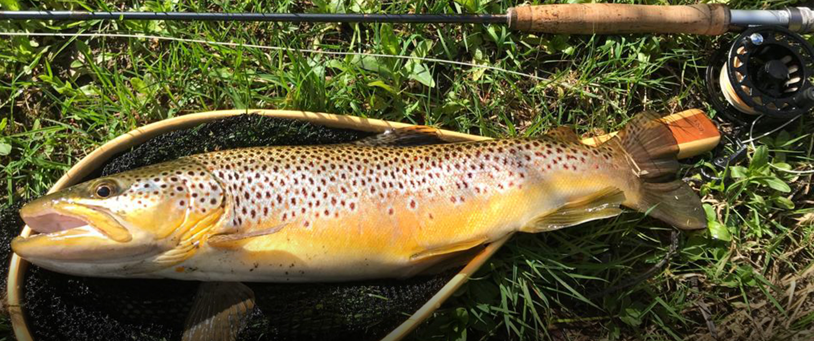 3lb trout at Waterside beat